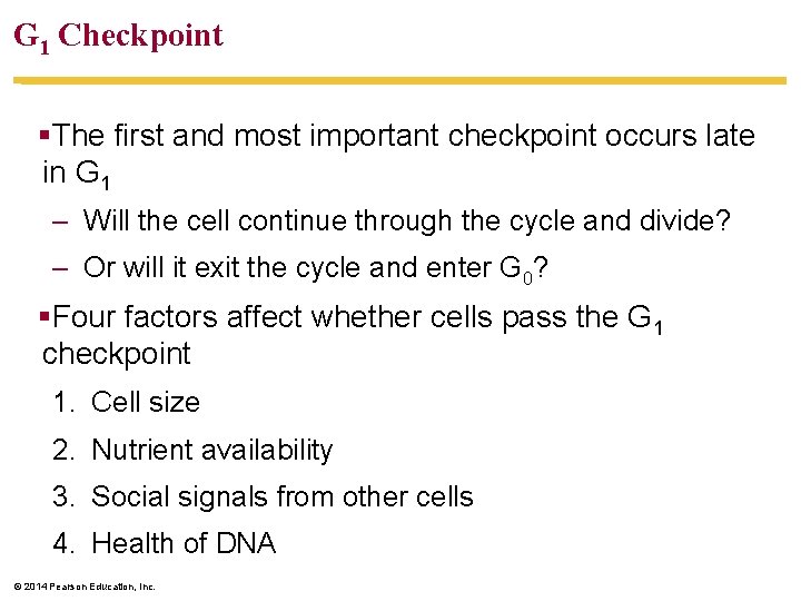 G 1 Checkpoint §The first and most important checkpoint occurs late in G 1