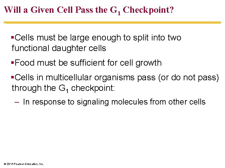 Will a Given Cell Pass the G 1 Checkpoint? §Cells must be large enough