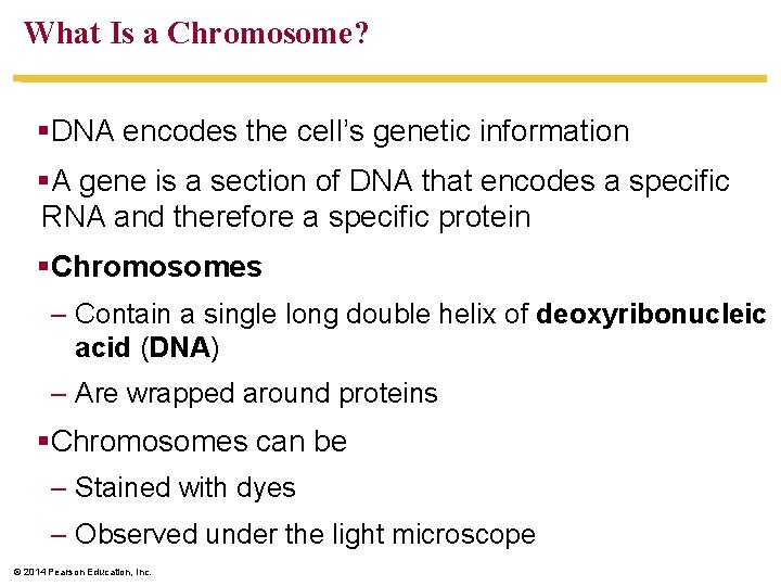 What Is a Chromosome? §DNA encodes the cell’s genetic information §A gene is a