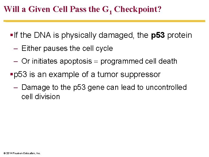 Will a Given Cell Pass the G 1 Checkpoint? §If the DNA is physically