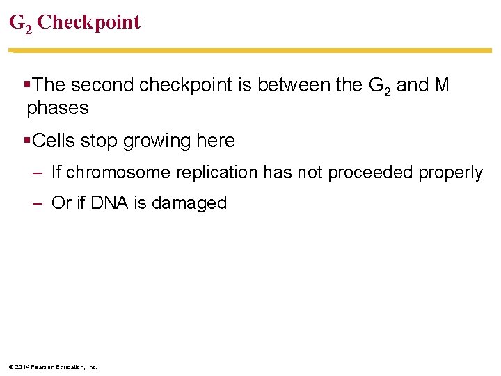 G 2 Checkpoint §The second checkpoint is between the G 2 and M phases