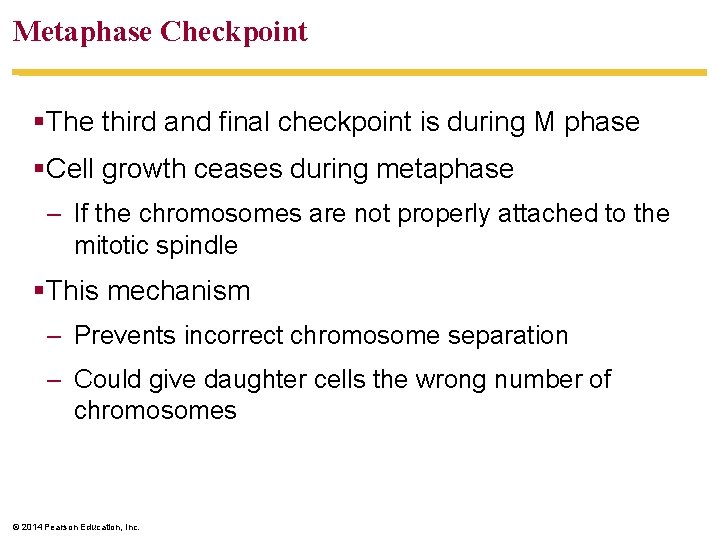 Metaphase Checkpoint §The third and final checkpoint is during M phase §Cell growth ceases
