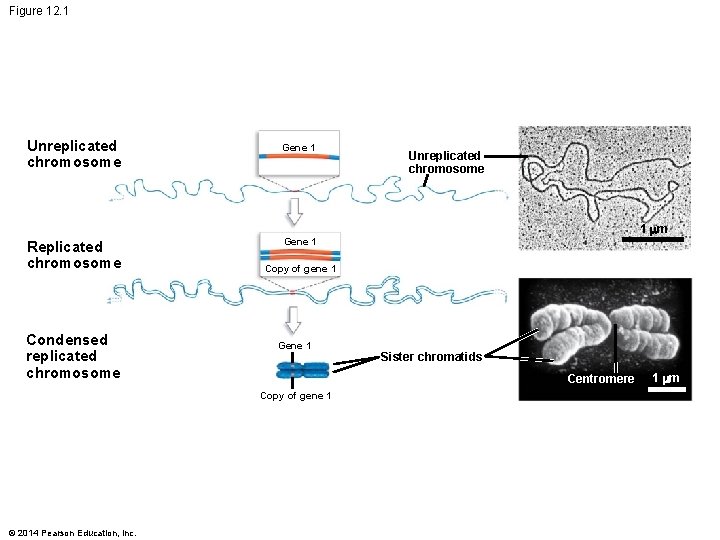Figure 12. 1 Unreplicated chromosome Gene 1 Replicated chromosome Gene 1 Condensed replicated chromosome