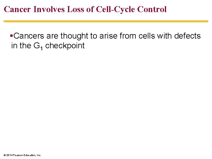 Cancer Involves Loss of Cell-Cycle Control §Cancers are thought to arise from cells with