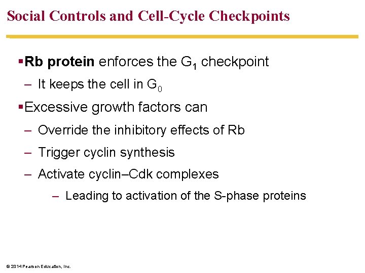 Social Controls and Cell-Cycle Checkpoints §Rb protein enforces the G 1 checkpoint – It