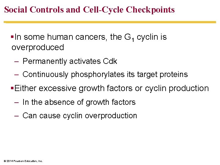 Social Controls and Cell-Cycle Checkpoints §In some human cancers, the G 1 cyclin is