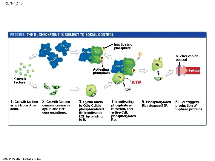 Figure 12. 15 Cy Inactivating phosphate cli Cyclin n Cyclin Cdk G 1 checkpoint