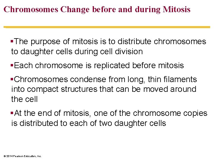 Chromosomes Change before and during Mitosis §The purpose of mitosis is to distribute chromosomes