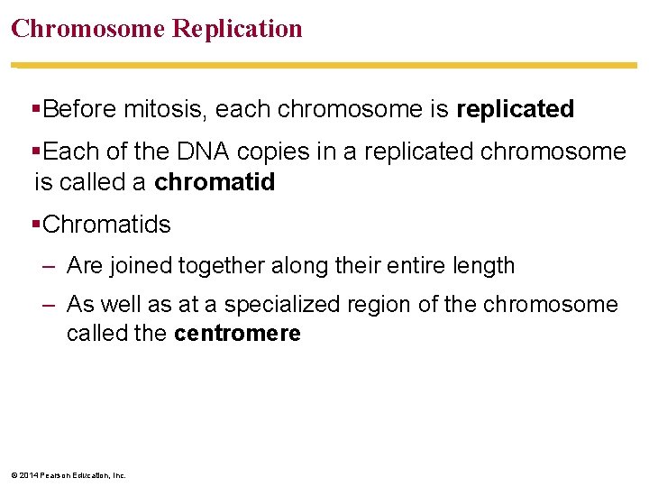 Chromosome Replication §Before mitosis, each chromosome is replicated §Each of the DNA copies in