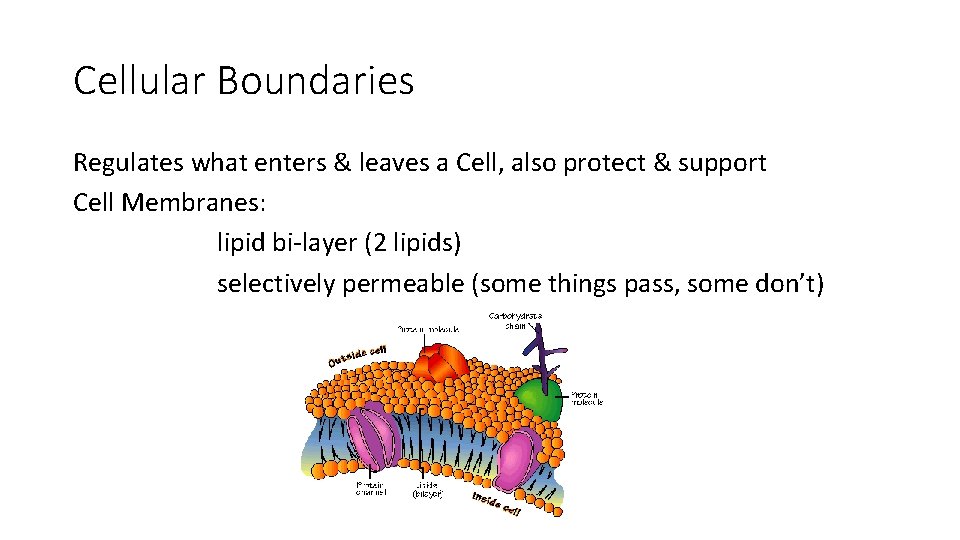 Cellular Boundaries Regulates what enters & leaves a Cell, also protect & support Cell