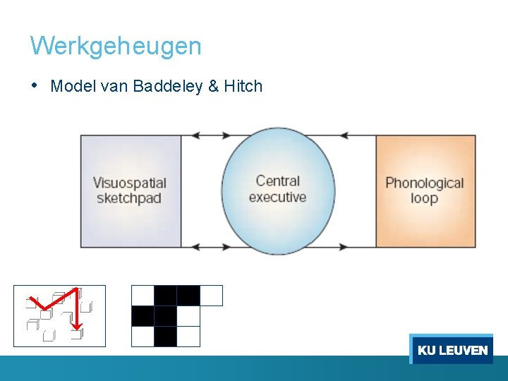 Werkgeheugen • Model van Baddeley & Hitch 