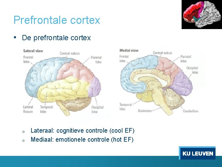 Prefrontale cortex • De prefrontale cortex o o Lateraal: cognitieve controle (cool EF) Mediaal: