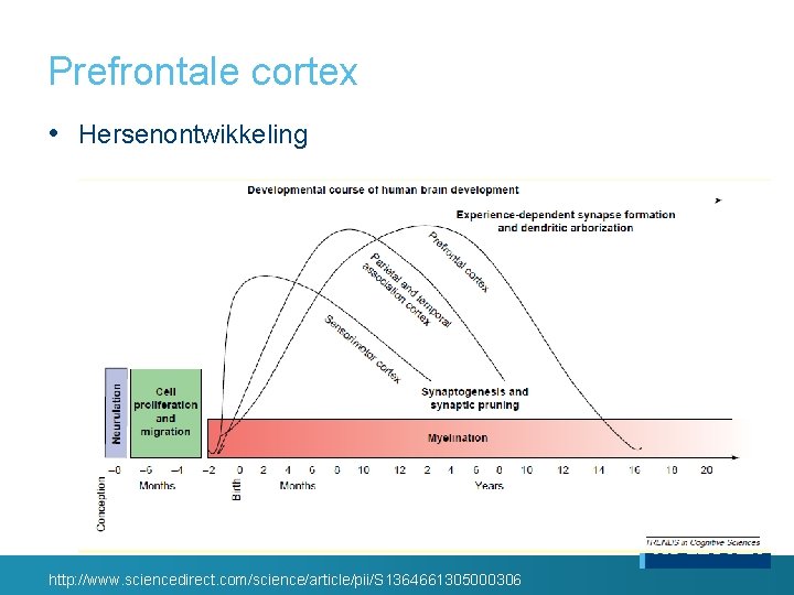 Prefrontale cortex • Hersenontwikkeling http: //www. sciencedirect. com/science/article/pii/S 1364661305000306 