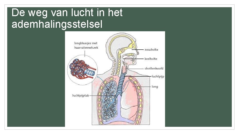 De weg van lucht in het ademhalingsstelsel 