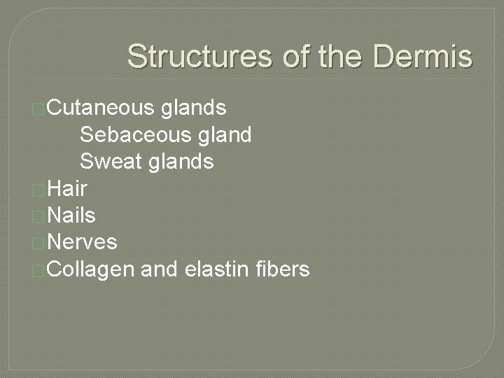 Structures of the Dermis �Cutaneous glands Sebaceous gland Sweat glands �Hair �Nails �Nerves �Collagen
