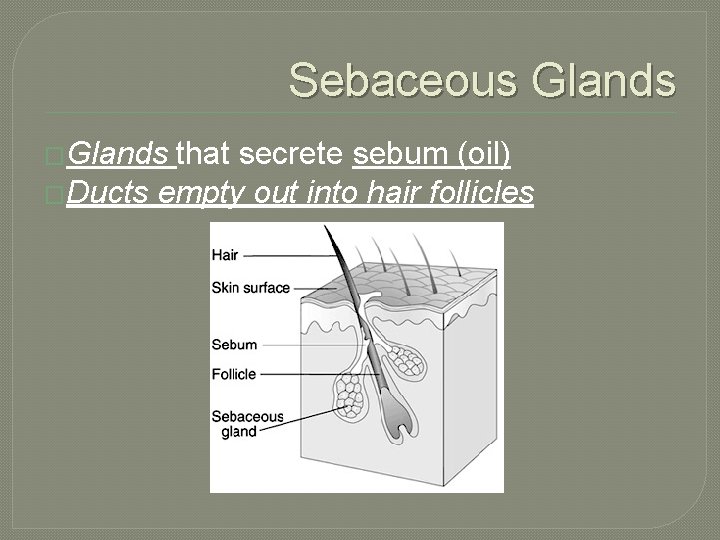 Sebaceous Glands �Glands that secrete sebum (oil) �Ducts empty out into hair follicles 