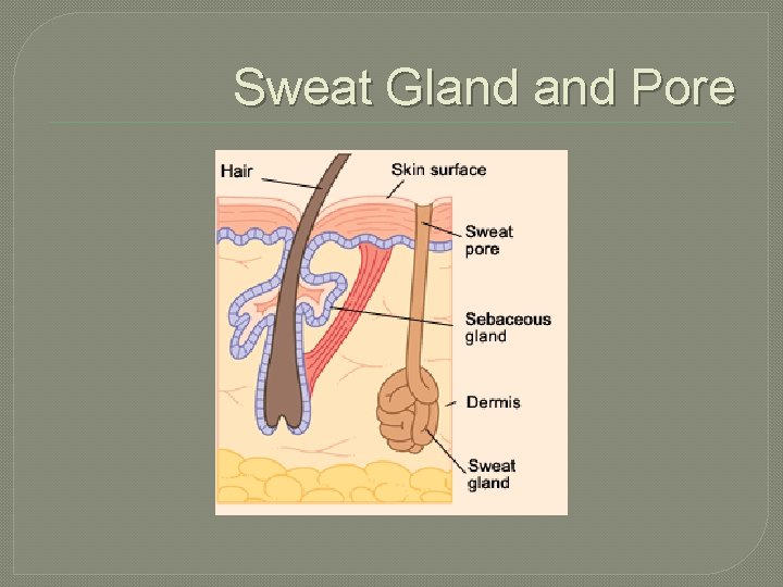 Sweat Gland Pore 