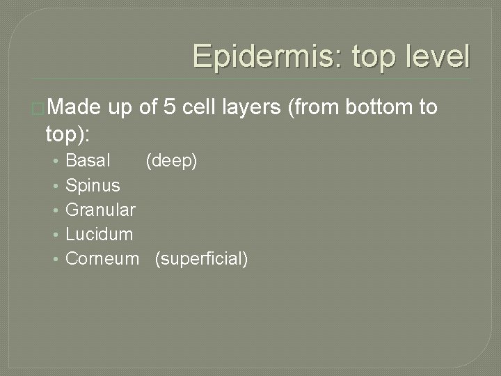 Epidermis: top level �Made up of 5 cell layers (from bottom to top): •