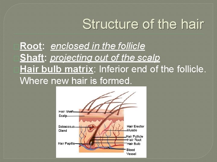 Structure of the hair �Root: enclosed in the follicle �Shaft: projecting out of the