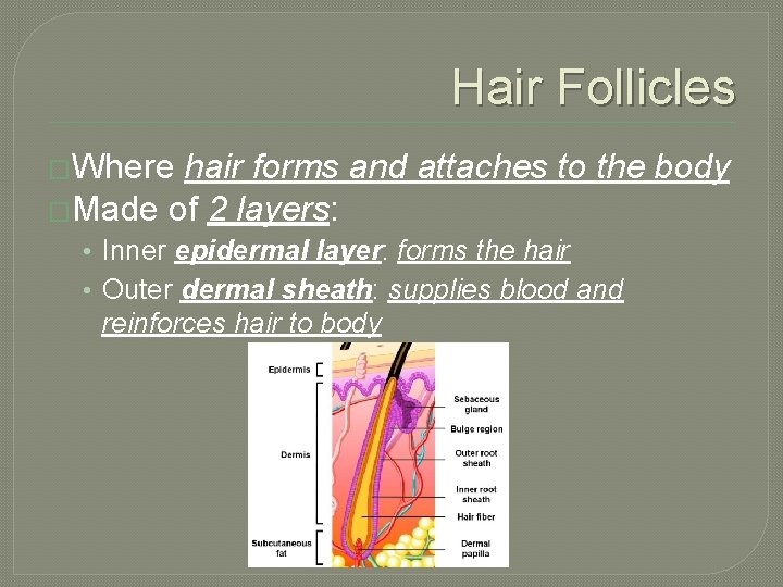Hair Follicles �Where hair forms and attaches to the body �Made of 2 layers: