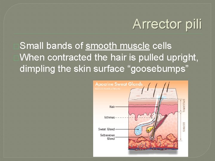 Arrector pili �Small bands of smooth muscle cells �When contracted the hair is pulled