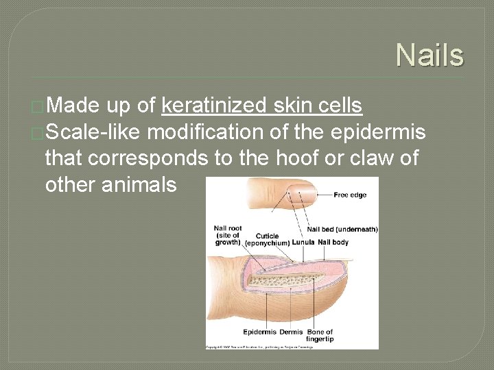 Nails �Made up of keratinized skin cells �Scale-like modification of the epidermis that corresponds