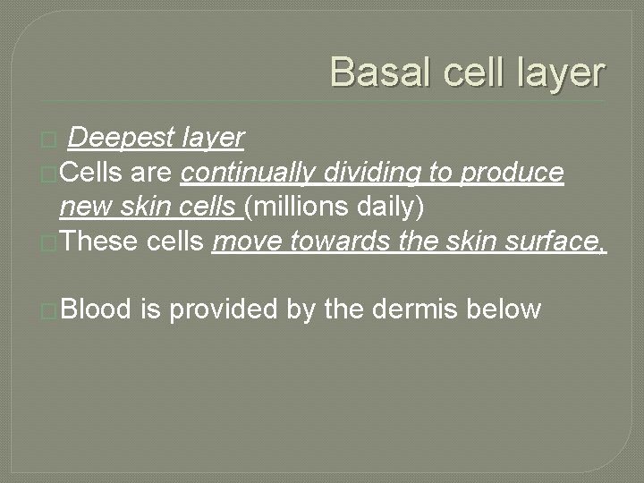 Basal cell layer Deepest layer �Cells are continually dividing to produce new skin cells