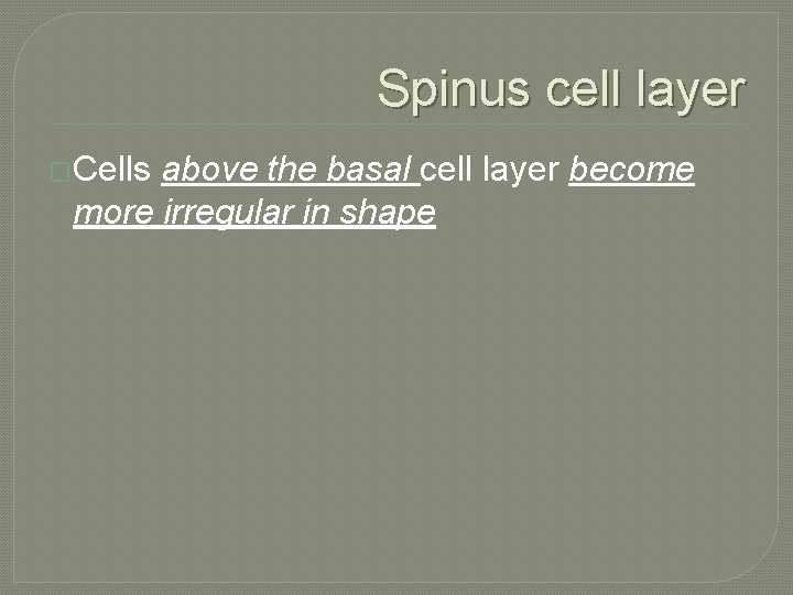 Spinus cell layer �Cells above the basal cell layer become more irregular in shape