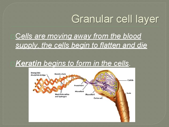 Granular cell layer �Cells are moving away from the blood supply, the cells begin