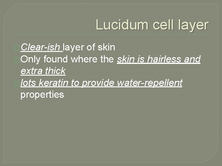 Lucidum cell layer �Clear-ish layer of skin �Only found where the skin is hairless