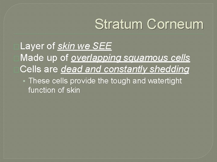 Stratum Corneum �Layer of skin we SEE �Made up of overlapping squamous cells �Cells