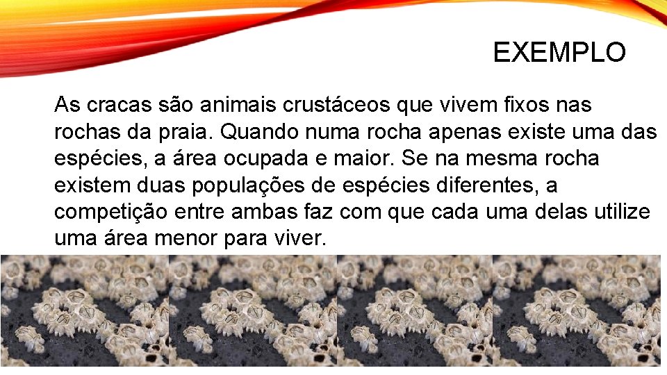 EXEMPLO As cracas são animais crustáceos que vivem fixos nas rochas da praia. Quando