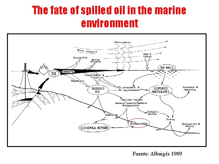 The fate of spilled oil in the marine environment Fuente: Albaigés 1989 