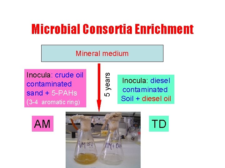 Microbial Consortia Enrichment Inocula: crude oil contaminated sand + 5 -PAHs (3 -4 aromatic