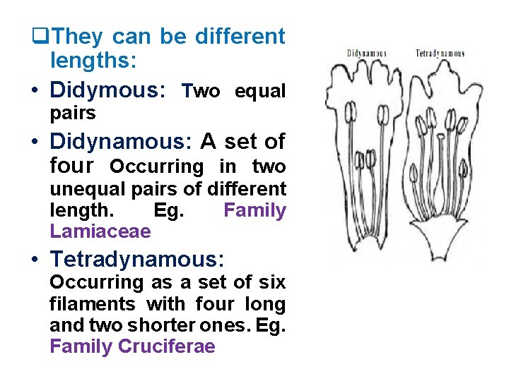 q. They can be different lengths: • Didymous: Two equal pairs • Didynamous: A
