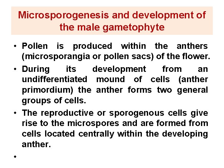 Microsporogenesis and development of the male gametophyte • Pollen is produced within the anthers