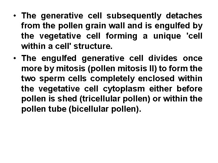  • The generative cell subsequently detaches from the pollen grain wall and is