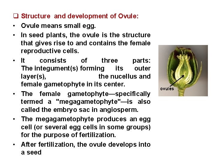 q Structure and development of Ovule: • Ovule means small egg. • In seed