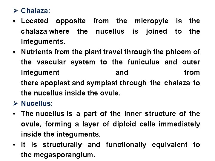 Ø Chalaza: • Located opposite from the micropyle is the chalaza where the nucellus