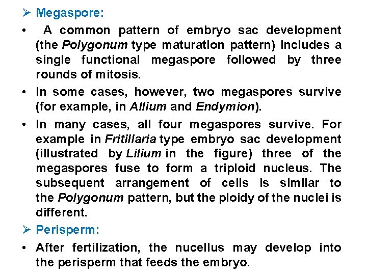 Ø Megaspore: • A common pattern of embryo sac development (the Polygonum type maturation