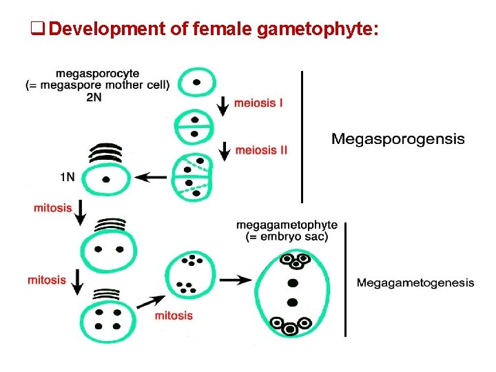 q Development of female gametophyte: 