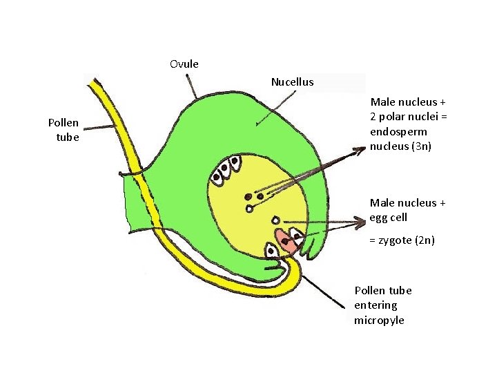 Ovule Nucellus Pollen tube Male nucleus + 2 polar nuclei = endosperm nucleus (3