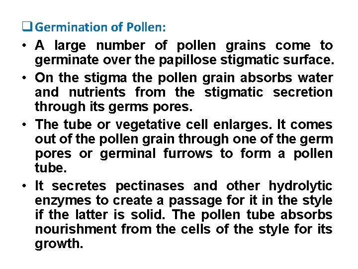 q Germination of Pollen: • A large number of pollen grains come to germinate