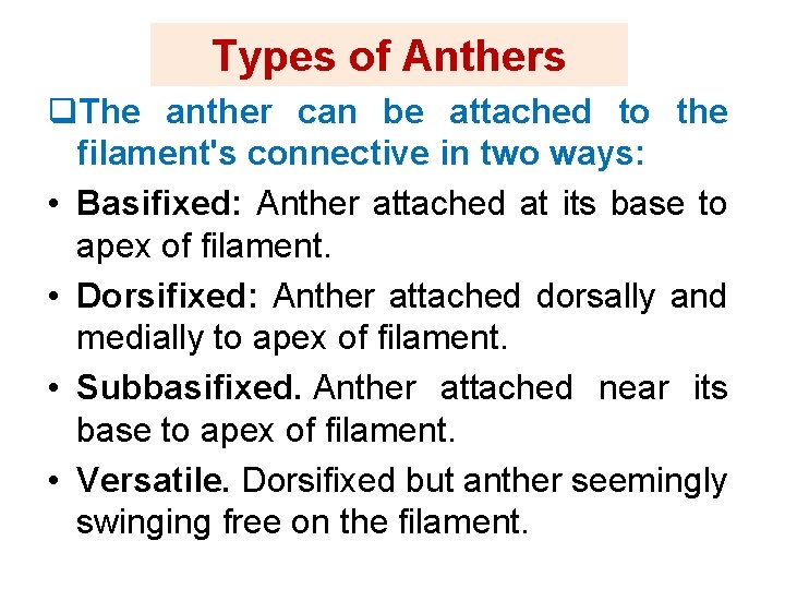 Types of Anthers q. The anther can be attached to the filament's connective in