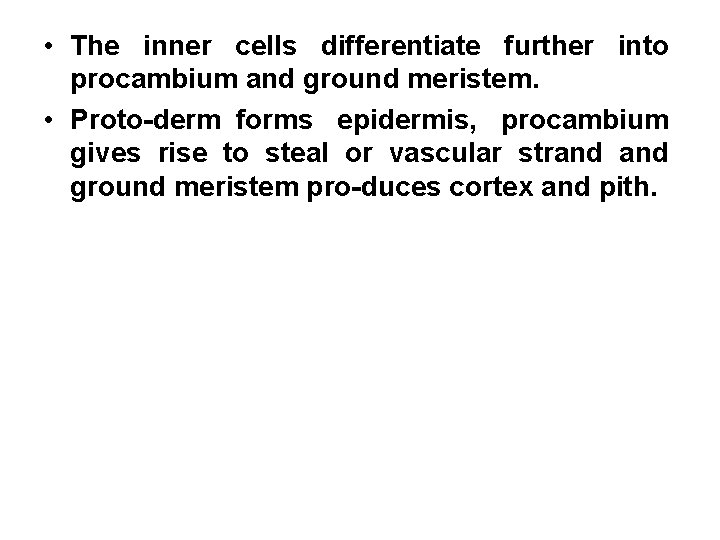  • The inner cells differentiate further into procambium and ground meristem. • Proto