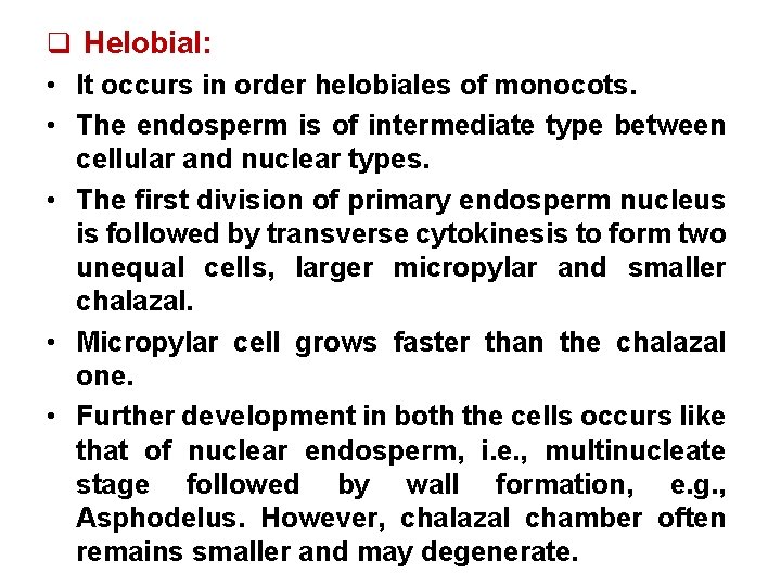 q Helobial: • It occurs in order helobiales of monocots. • The endosperm is
