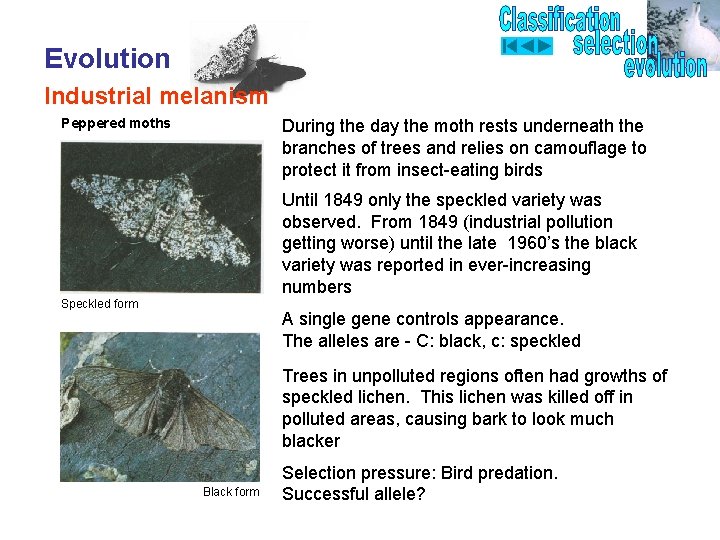 Evolution Industrial melanism Peppered moths During the day the moth rests underneath the branches