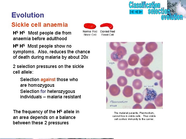 Evolution Sickle cell anaemia HS HS Most people die from anaemia before adulthood HN