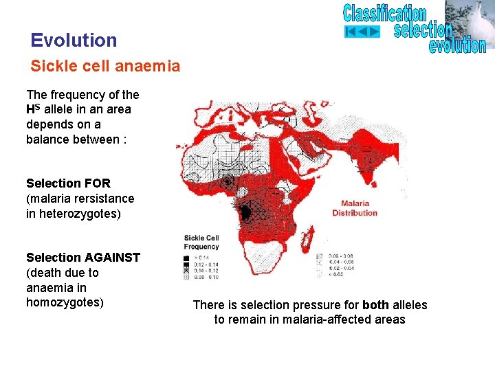 Evolution Sickle cell anaemia The frequency of the HS allele in an area depends