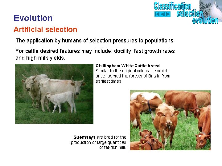 Evolution Artificial selection The application by humans of selection pressures to populations For cattle